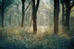 Foret de Tenom by Lars Van De Goor