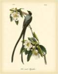 Fork-tailed Flycatcher by John James Audubon