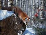 Fox in Winter by Kevin Daniel