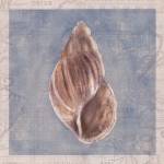 Framed Shells IV by Gaetano