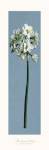 Francesco Mengucci - Chinese Sacred Lily Size 24x10 by Francesco Mengucci