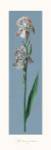 Francesco Mengucci - Iris Size 24x10 by Francesco Mengucci