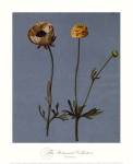 Francesco Mengucci - Poppies Size 20x16 by Francesco Mengucci