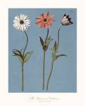Francesco Mengucci - Three Daisies Size 20x16 by Francesco Mengucci