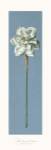 Francesco Mengucci - White Narcissus Size 24x10 by Francesco Mengucci