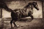 Free Spirit by Jennifer Broussard