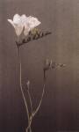 Freesia I by Kory Fluckiger