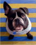 Frenchie Beau by Robert McClintock