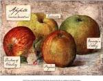 Fresco Fruit VIII by Kate ward Thacker
