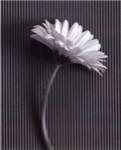 Fresh Cut Gerbera Daisy III by Debra Van Swearingen