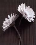 Fresh Cut Gerbera Daisy IV by Debra Van Swearingen