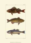 Freshwater Fish I by Pretre