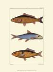 Freshwater Fish II by Pretre