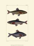 Freshwater Fish III by Pretre