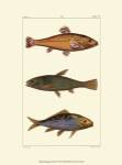Freshwater Fish IV by Pretre