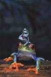 Frogs