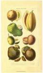 Fruits and Nuts I by Vision Studios