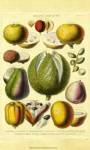 Fruits and Nuts II by Vision Studios