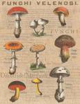 Funghi Velenosi I by Wild Apple Portfolio