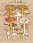 Funghi Velenosi II by Wild Apple Portfolio