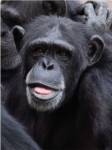Funny face monkey