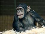 Funny Monkey