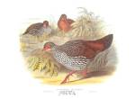 Galloperdix Zeylonensis by John Gould