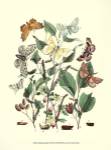 Garden Butterflies III by Vision Studios