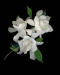 Gardenias 2 by Susan Barmon