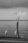 Garzas-1 by Moises Levy