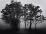 Gathered Trees by Richard Calvo