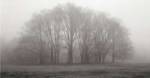 Gathering Trees by Michael Iacobellis