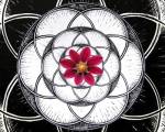 Geometry Flower by Ata Alishahi