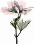Geranium by ACEE