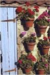 Geranium Wall by Meg McComb