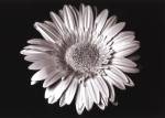 Gerbera by Sara Liu