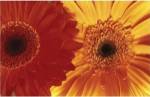 Gerbera Daisies