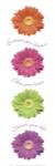 Gerbera Daisies by Anthony Matos