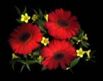 Gerbera Daisy & Carolina Jasmine by Susan Barmon