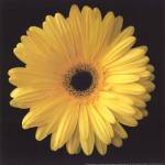 Gerbera Daisy Yellow by Jim Christensen