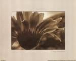 Gerberas I by Judy Silverstein