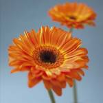 Gerbers by Flowerphotos