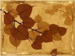 Ghost Leaves I by Noah Bay