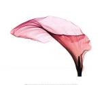 Giant Calla Sm by Steven N. Meyers