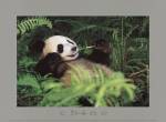 Giant Panda by Fernandez