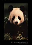 Giant Panda Feeding on Bamboo by Gerry Ellis