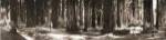 Giant Redwoods