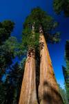 Giant Sequoia Tree in a Forest, Sequoia National Park, California by Panoramic Images