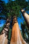 Giant Sequoia Trees in Sequoia National Park, California by Panoramic Images