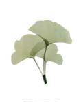 Ginko I by ACEE